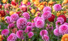 News image: De dahlia's staan te popelen!